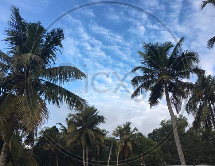 An Image Of Coconut Trees With Cloudy Sky On The Background. Nature. Greenery. Copy Space Available.