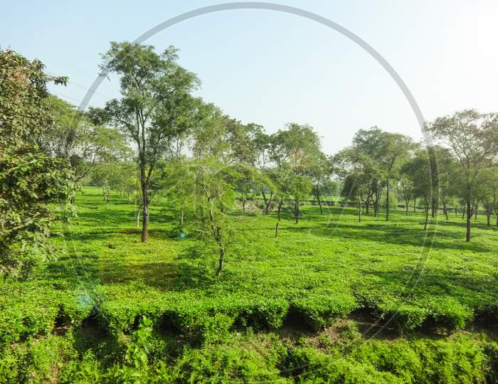 Pasture natural environment green tea plantation