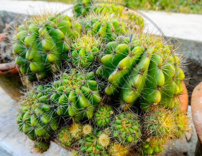 Hedgehog cactus in a tub houseplant