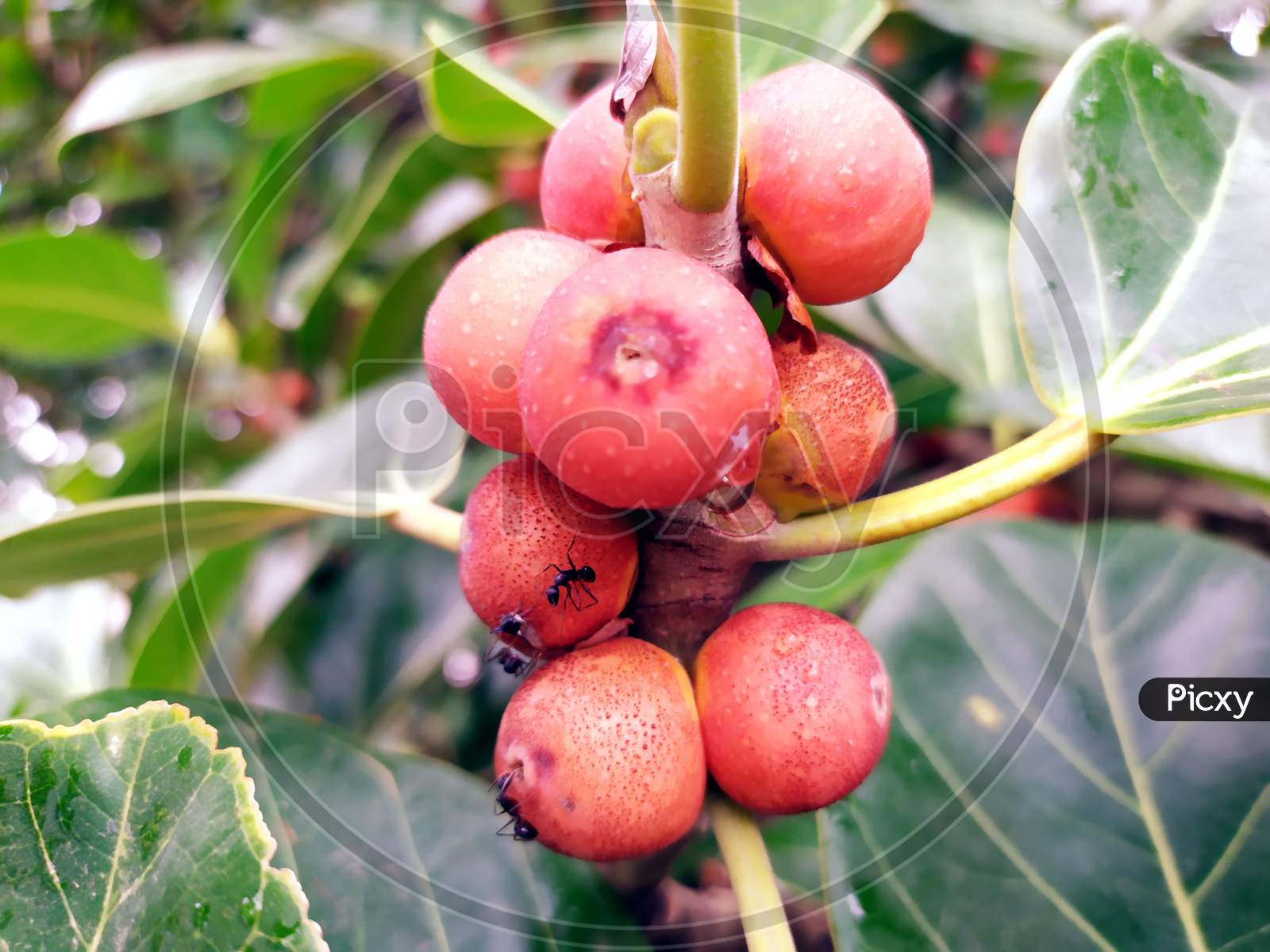 red fruits of banyan tree with big leafs