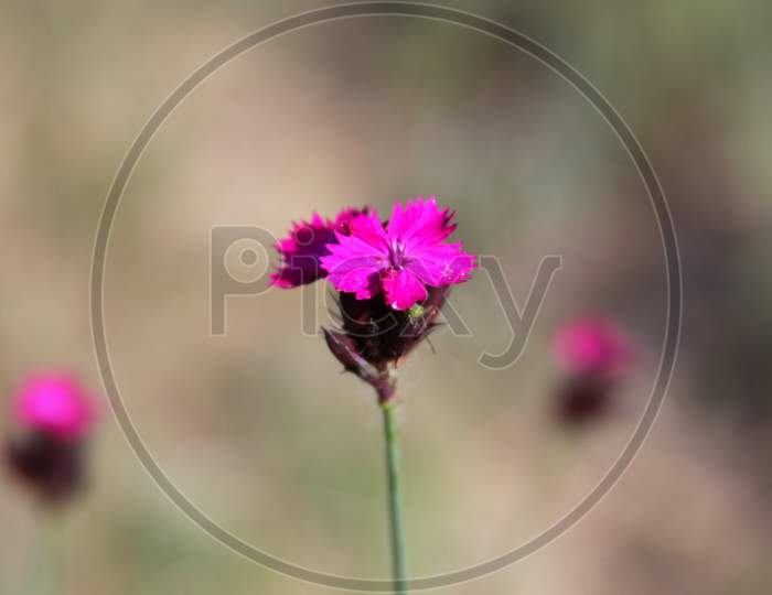 Pink Flower In Bloom (Dianthus)