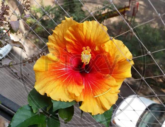Yellow colour Chinese Hibiscus