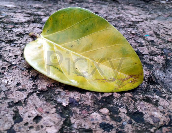 big yellow leaf of banyan tree laying on the ground