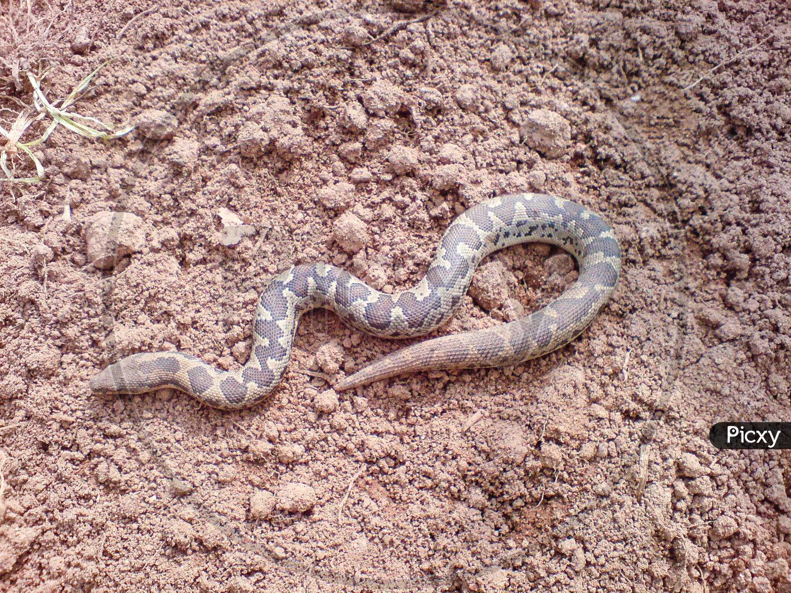 Serpent scaled reptile hognose snake closeup photography