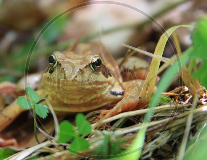 Brown Tree Frog In Mountain Forest In Romania