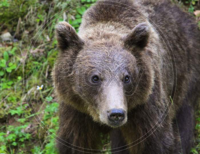 Brown Bear In The Wild In Transylvania, Romania