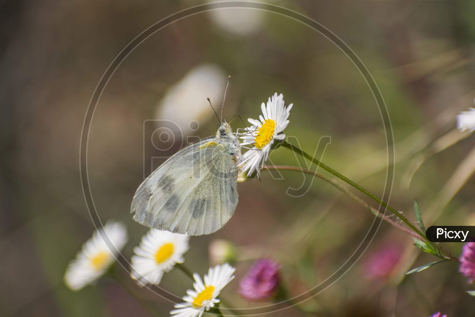 Close-up of a butterfly pollinating a white flower