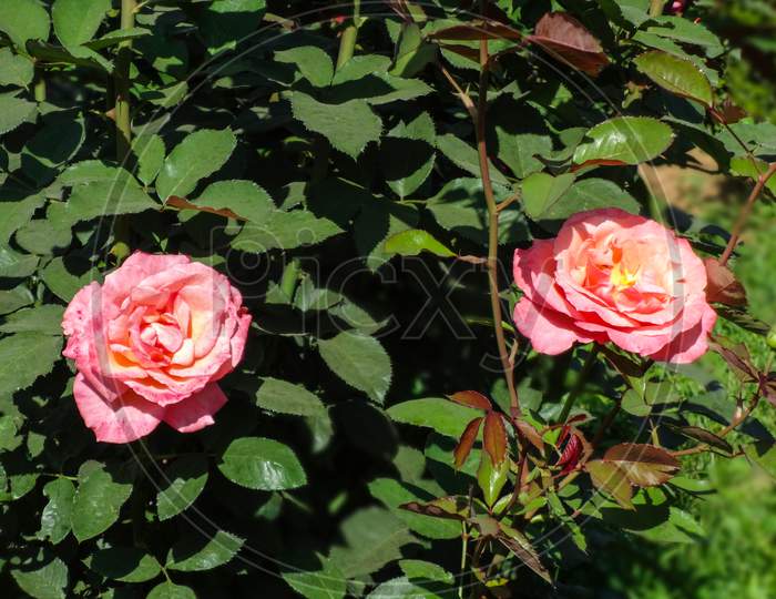 Beautiful closeup garden rose natural flowering plant