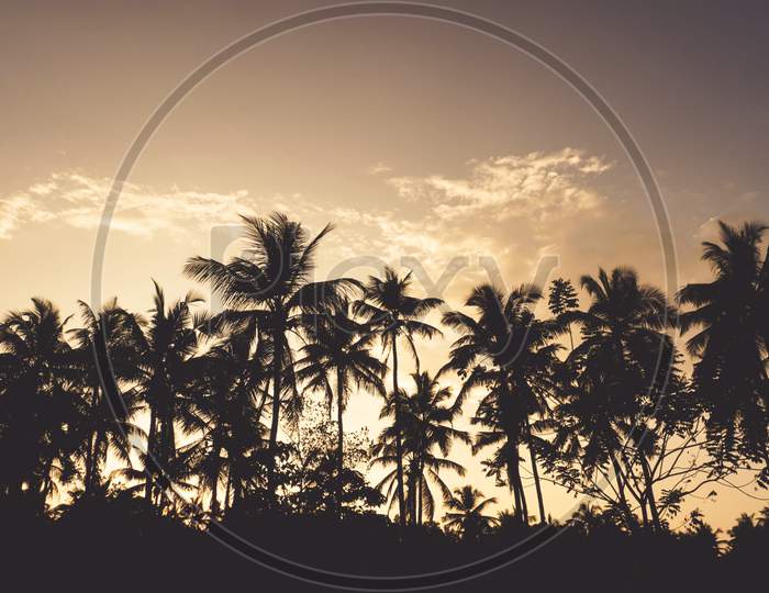 coconut tree on evening sky background