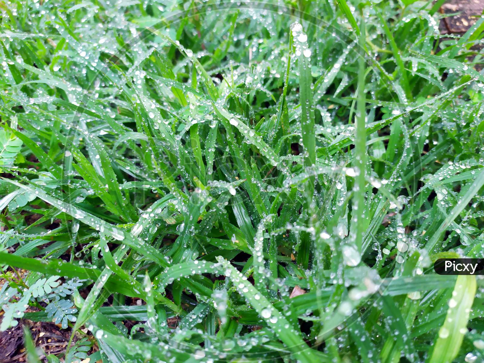 small rain drops on small green plants leafs