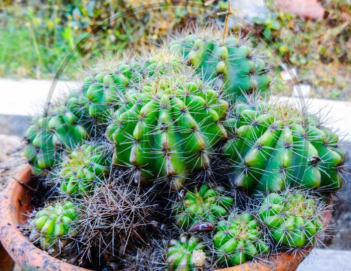 Beautiful terrestrial cactus houseplant in the pot beautiful background