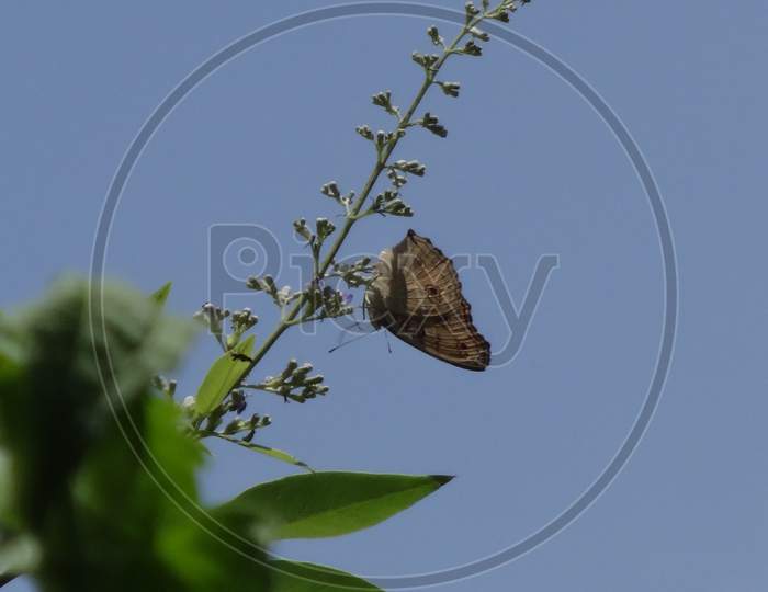 Beautiful closeup pest pollinator butterflies photography Background