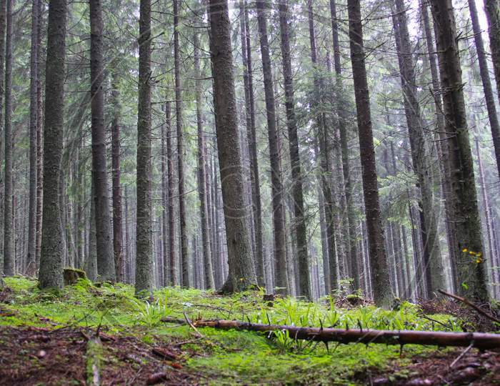 Pine Tree Forest In Transylvania, Romania