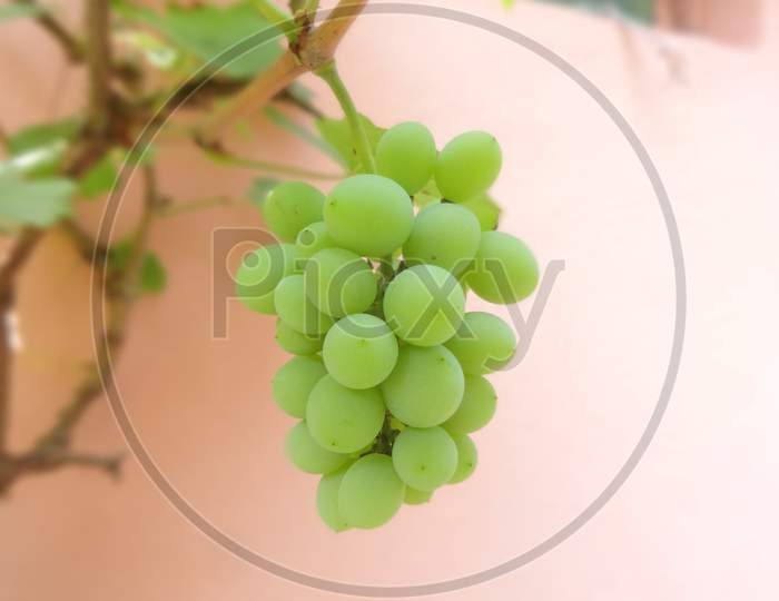 Green grapes closeup photography Background