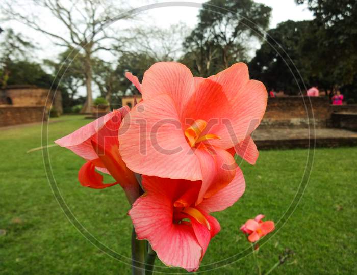 Beautiful red hibiscus closeup flowering plant