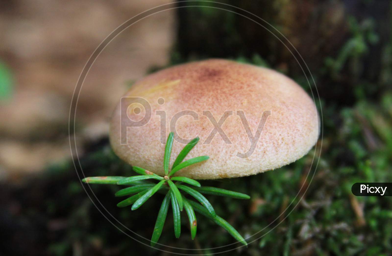 Mushroom In Natural Environment
