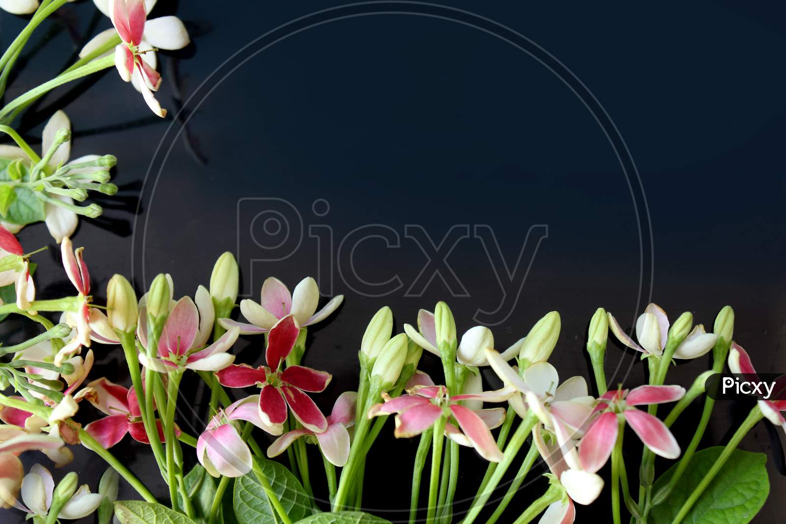 Spring Background, Summer Blooming Rangoon Creeper Flower