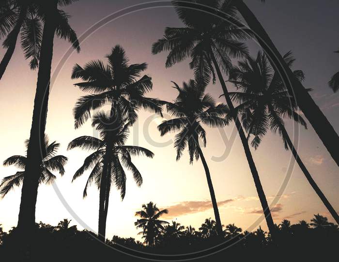coconut tree on evening sky background