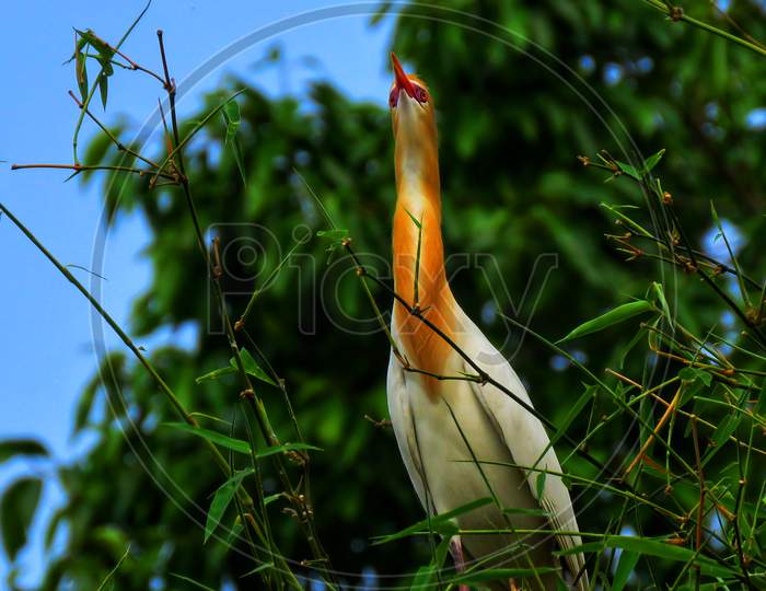 Beautiful Egret bird, and surrounded by bamboo tree,