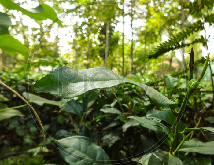 Beautiful natural closeup tea leaf and tree planting in Siliguri
