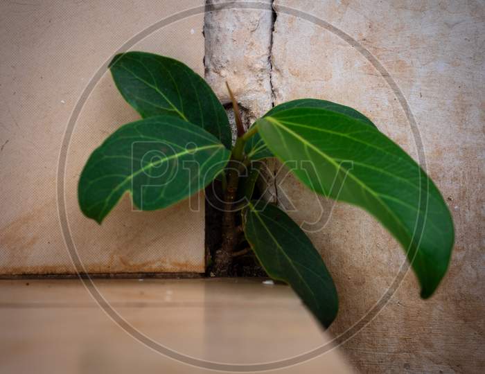 Banyan Tree Growing In Concrete Wall Holes Nature Act Of Growing