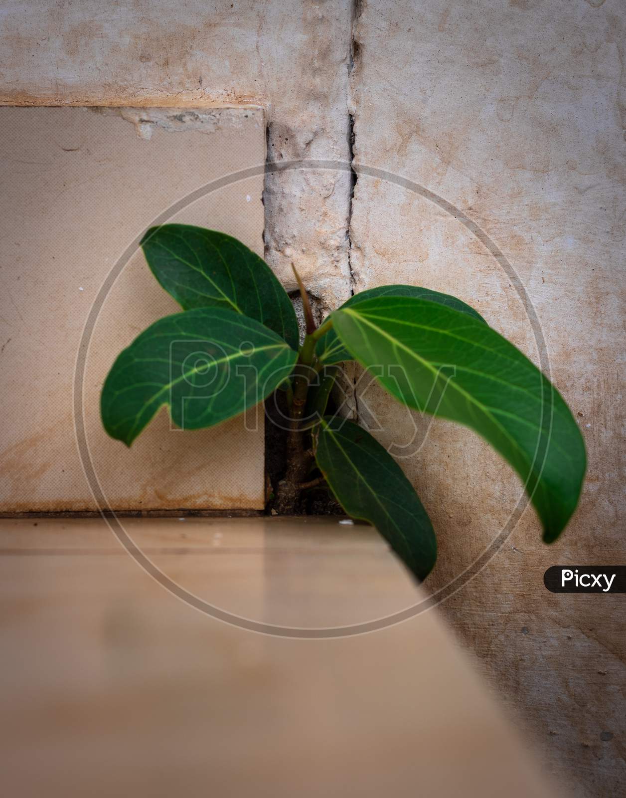 Banyan Tree Growing In Concrete Wall Holes Nature Act Of Growing