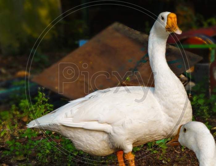 Beautiful closeup ducks ,geese and swans bird wallpaper