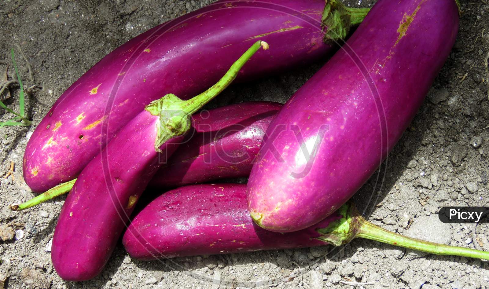Eggplant, aubergine or brinjal in the Ground,eggplants on the field,Isolated Eggplant.