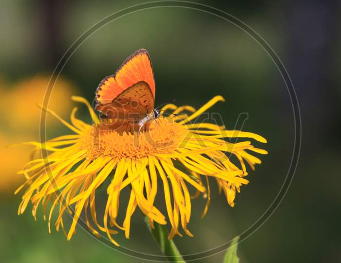 Butterfly On Yellow Flower In Summer