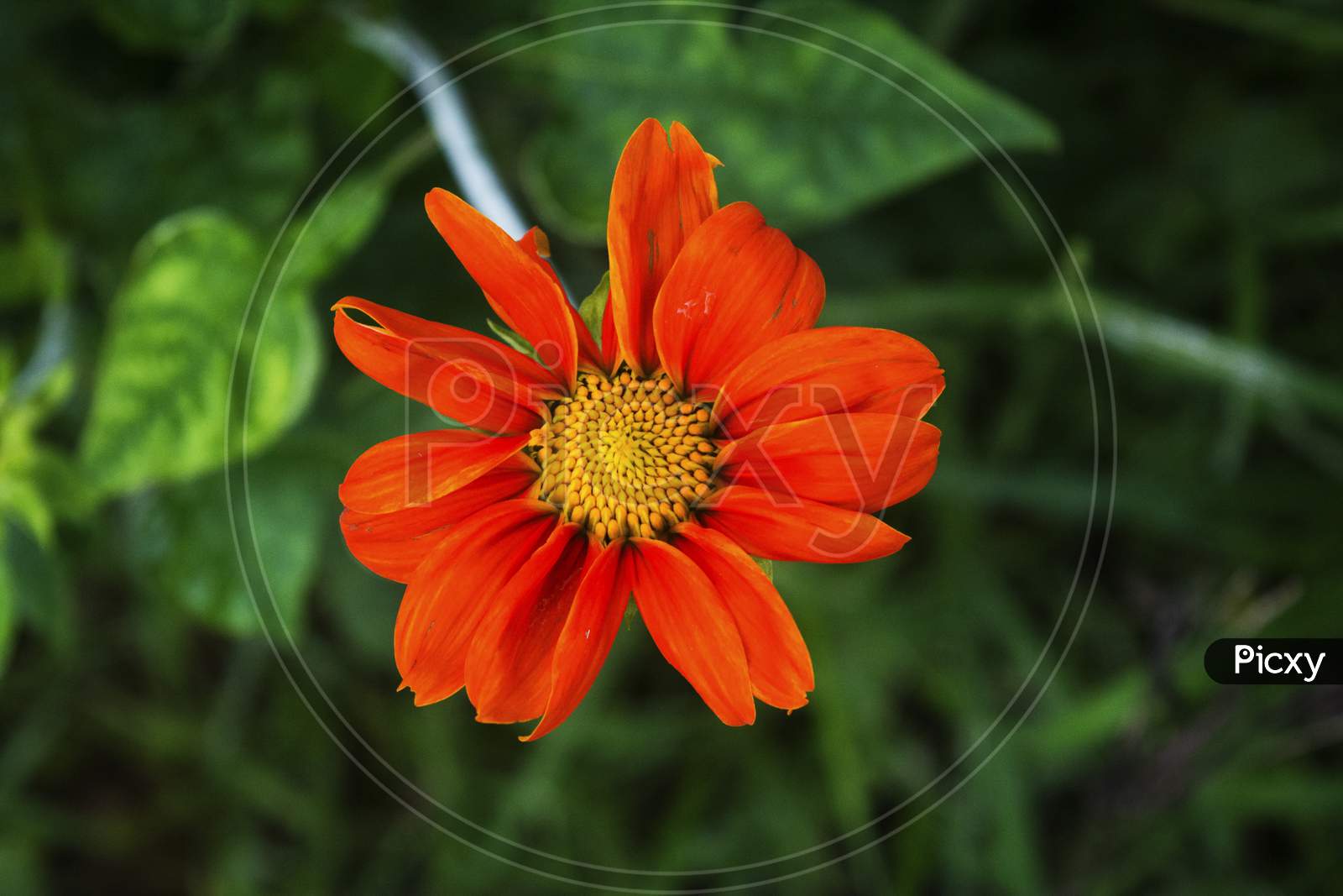 Single Transvaal daisy flower on green background