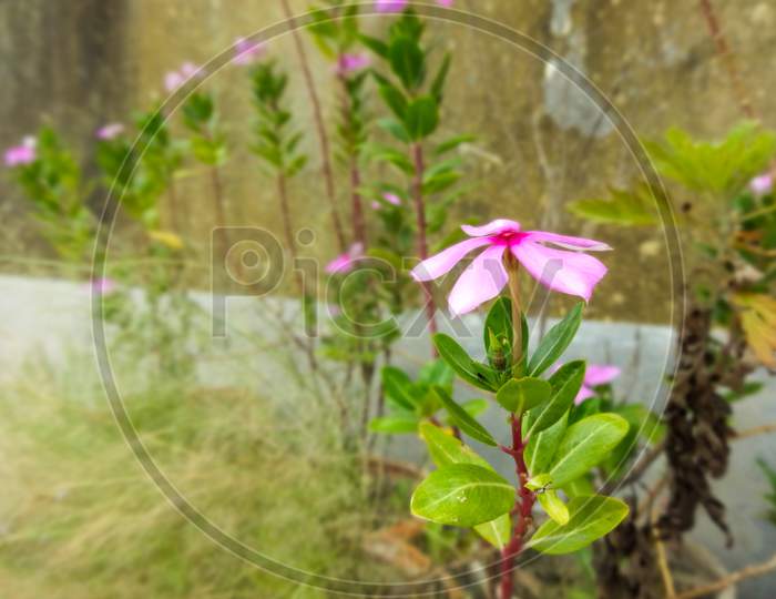 Perennial branch pink flower and green leaf plant