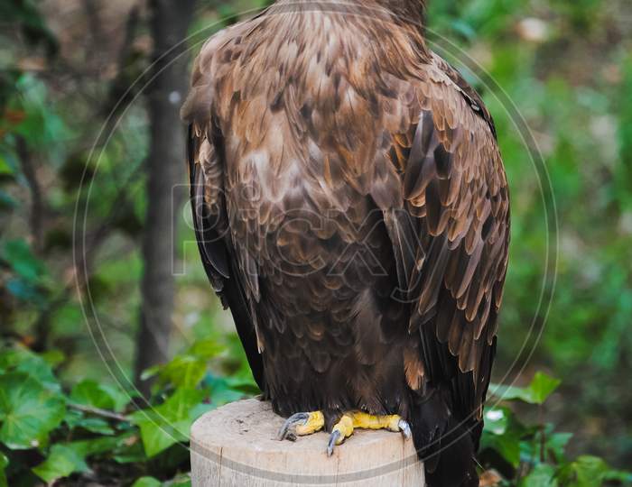 A White-Tailed Eagle With A Yellow Beak Resting On A Trunk And On A Green Background (Pigargo European, White Tailed Eagle, Bald Eagle)