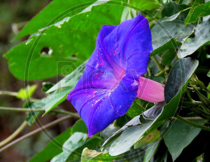 Morning glory flower in the garden,blue and purple flower.surrounded by green leaves.