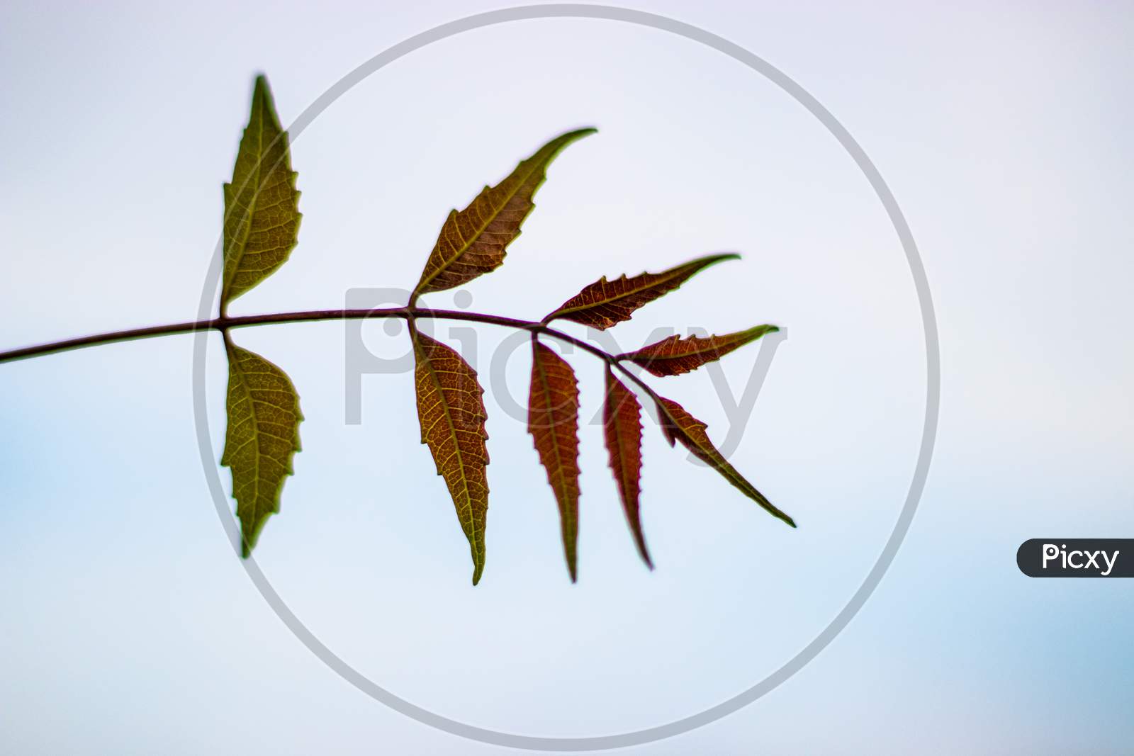 Neem Leaves With White Background
