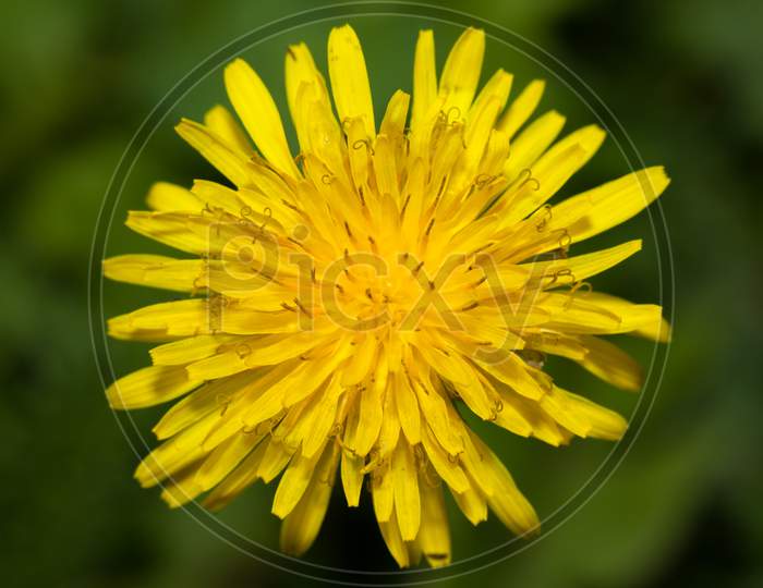 Close Up Of Dandelion Flower