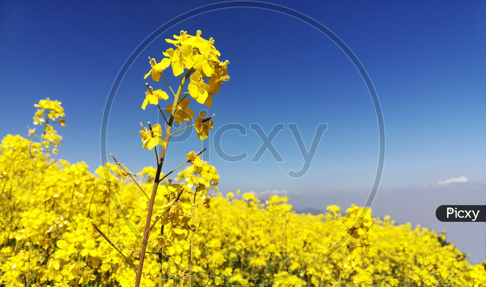 yellow rapeseed field,field of yellow flowers,yellow flowers on blue sky,beautiful yellow flowers in the field.