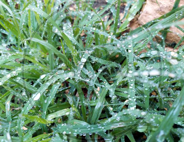 small rain drops on small green plants leafs