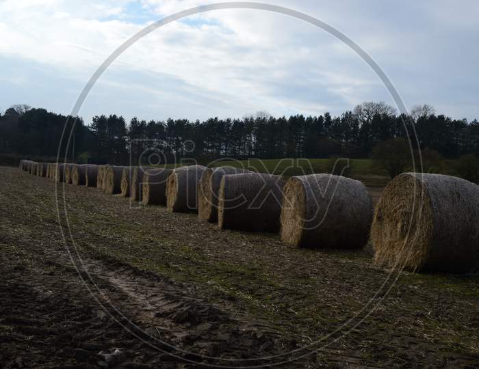 Straw Rolled Bales