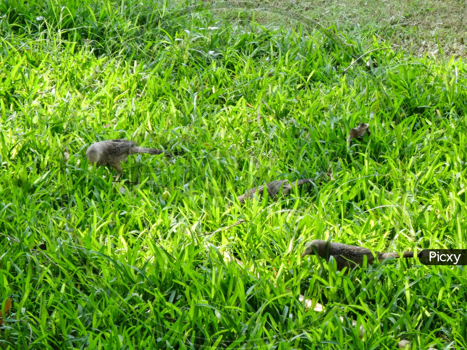 Beautiful green grass family groundcover vegetation wallpaper with little bird