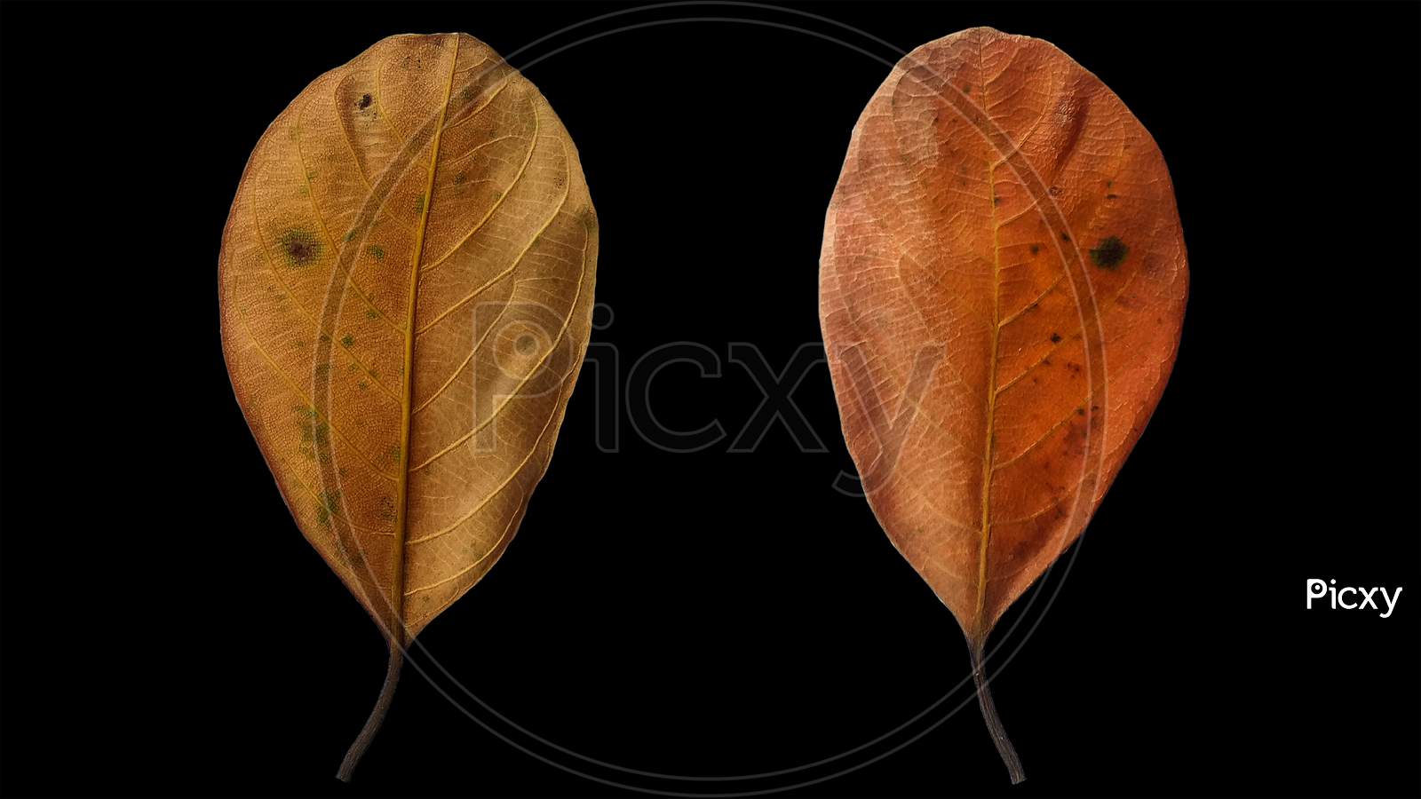 Brown jackfruit leaf texture surface background wallpaper