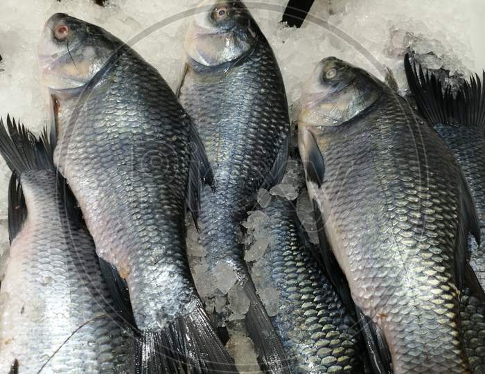 Catla Fish Which Is Fresh Water Type Fish Arranged In Market For Sale