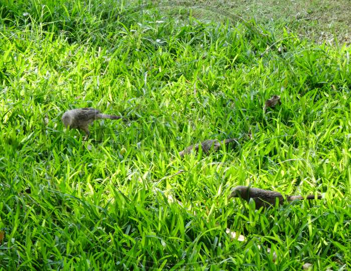Beautiful green grass family groundcover vegetation wallpaper with little bird