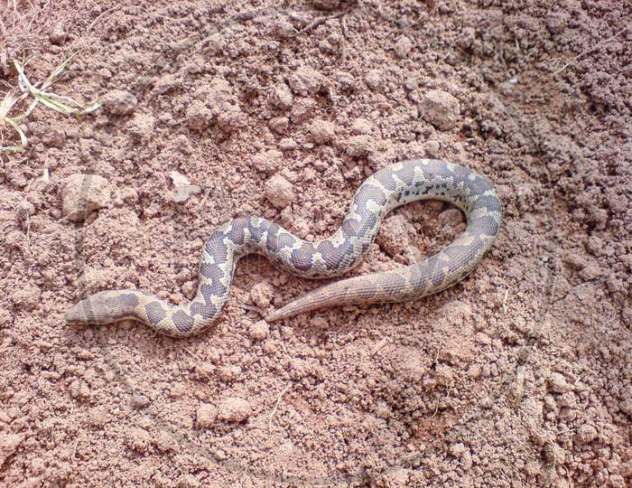 Serpent scaled reptile hognose snake closeup photography