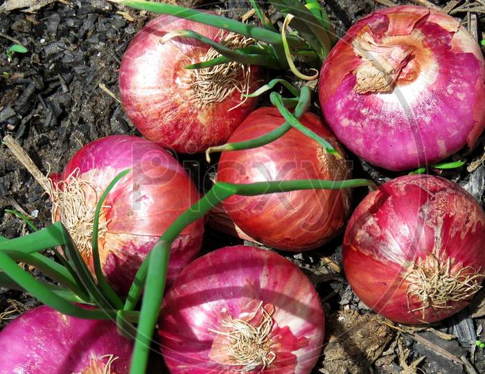 Isolated Red Onions and Onion plants ,Red onions in the field,onions plants ,Red onions on the filed,Closeup of Onions.Group Of Onions and Onion plants.