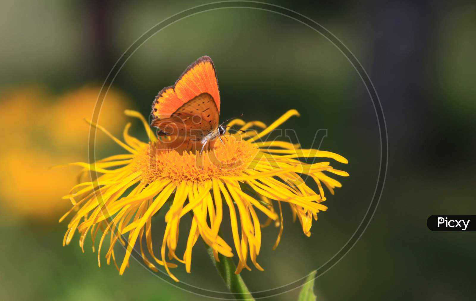 Butterfly On Yellow Flower In Summer