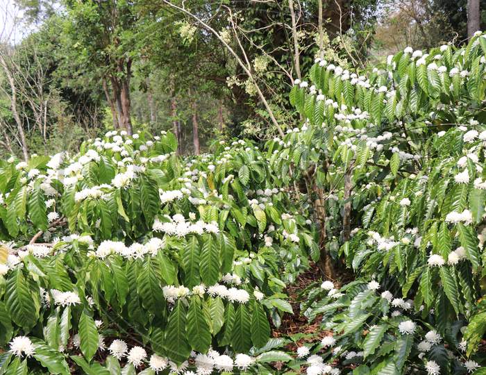 Robusta Coffee Flower Blooming In Estate