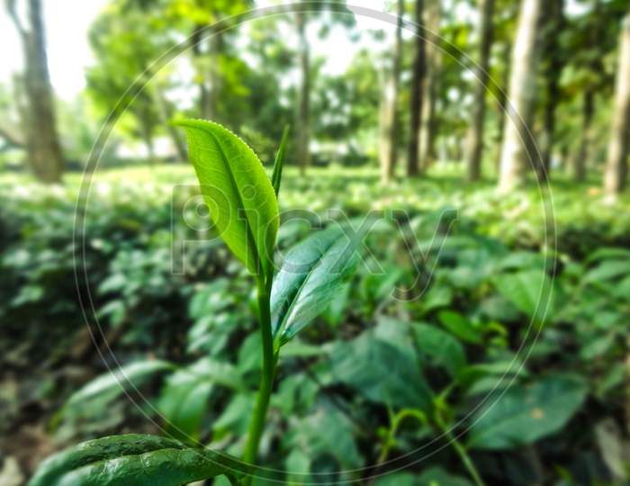Beautiful natural closeup tea leaf and tree planting in Siliguri