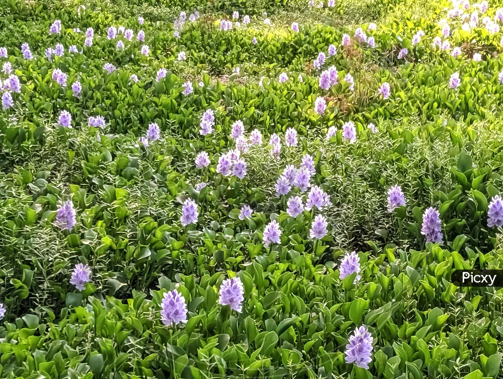 Common water hyacinth flowers
