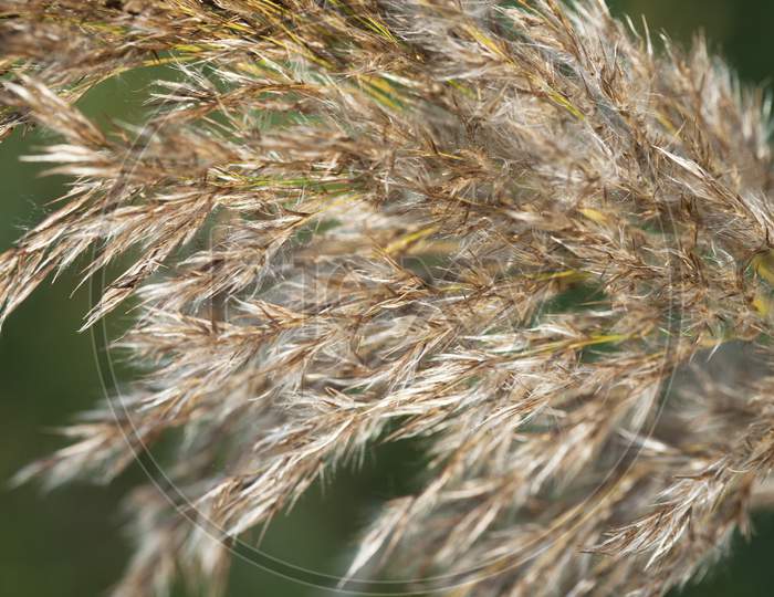 Macro Closeup Single Golden Reed Grass