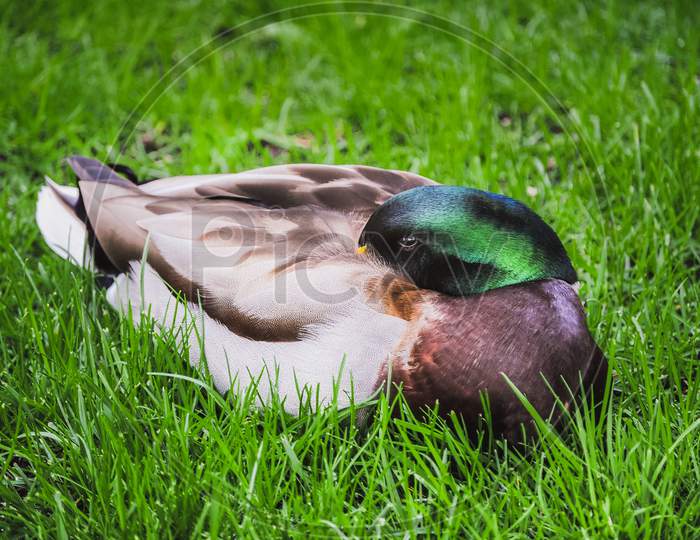 A Color Image Of A Wild Mallard Duck Resting On The Grass (Anas Platyrhynchos)